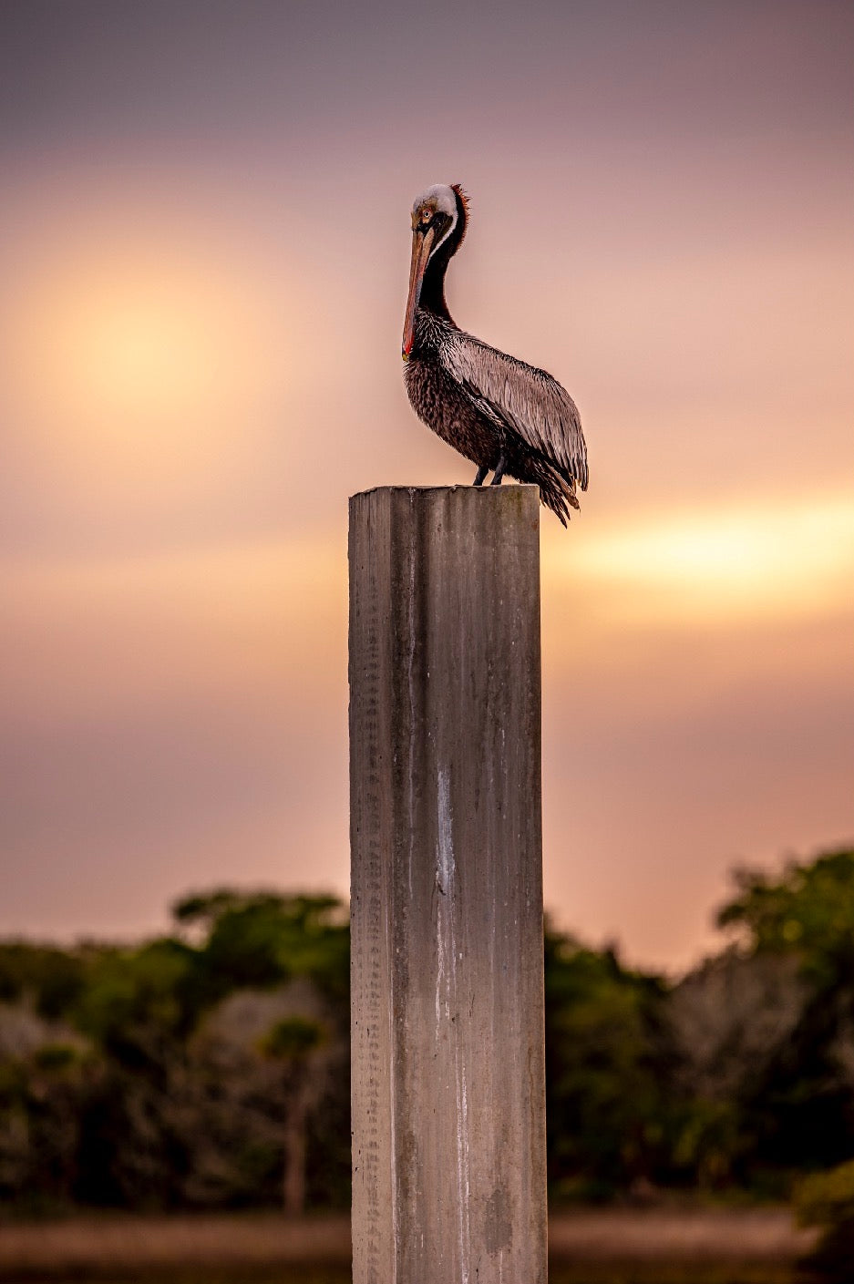 Wildlife Photography Captured in Florida