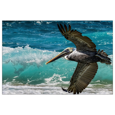 Flat Cards - Pelican Beach Flight