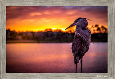 Blue Heron Sunset