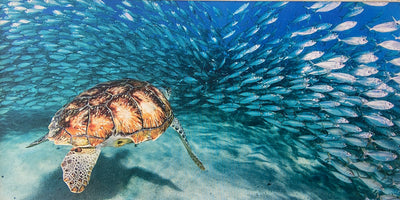 Gallery Canvas Prints - Sea Turtle Ocean Swim