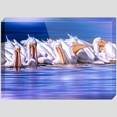 Acrylic Blocks - White Pelican Fish Feast