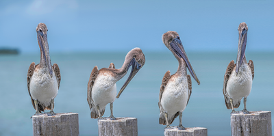 Gallery Canvas Prints - Four Pelicans Strike the Pose