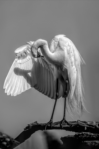 Gallery Canvas Prints - Beautiful White Egret - Grayscale